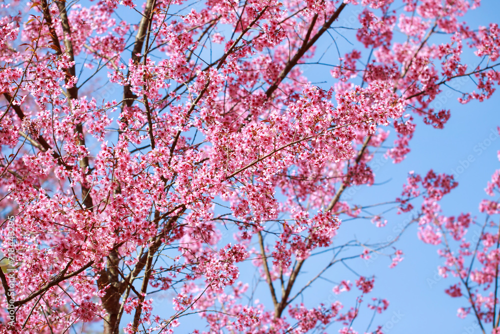 Wild Himalayan Cherry Blossoms in spring season (Prunus cerasoides), Sakura in Thailand, selective focus, Phu Lom Lo, Loei, Thailand.