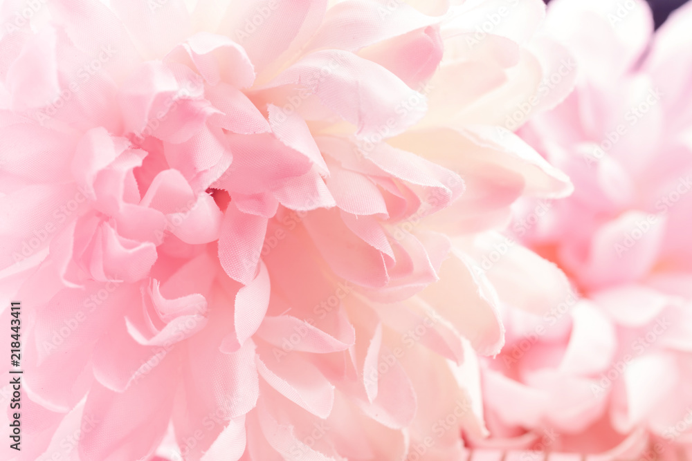Naklejka Kwiaty chryzantemy w delikatnym pastelowym kolorze i stylu rozmycia tła