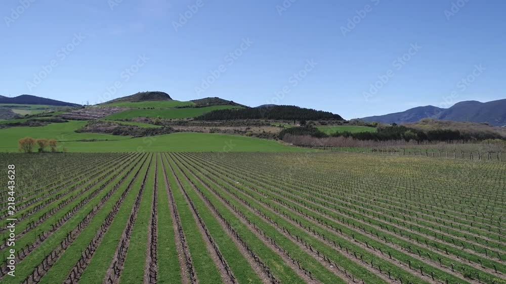 Vine cultivation fields near the village Vine cultivation fields near the village