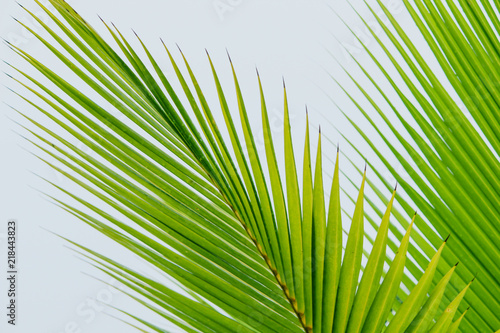 Closeup coconut leaves Background Beautiful motifs of the petiole