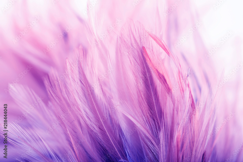 Pastel colored of chicken feathers in soft and blur style for the background Pastel colored of chicken feathers in soft and blur style for the background
