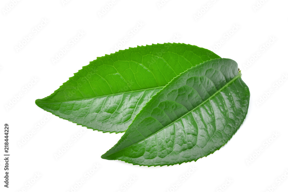 Obraz premium green tea leaf ilsolated on white background