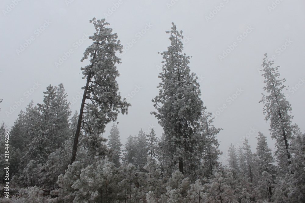 Frost Frost