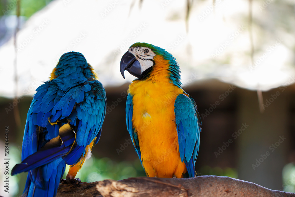 Close up macro of beautiful colorful parrot in zoo Close up macro of beautiful colorful parrot in zoo