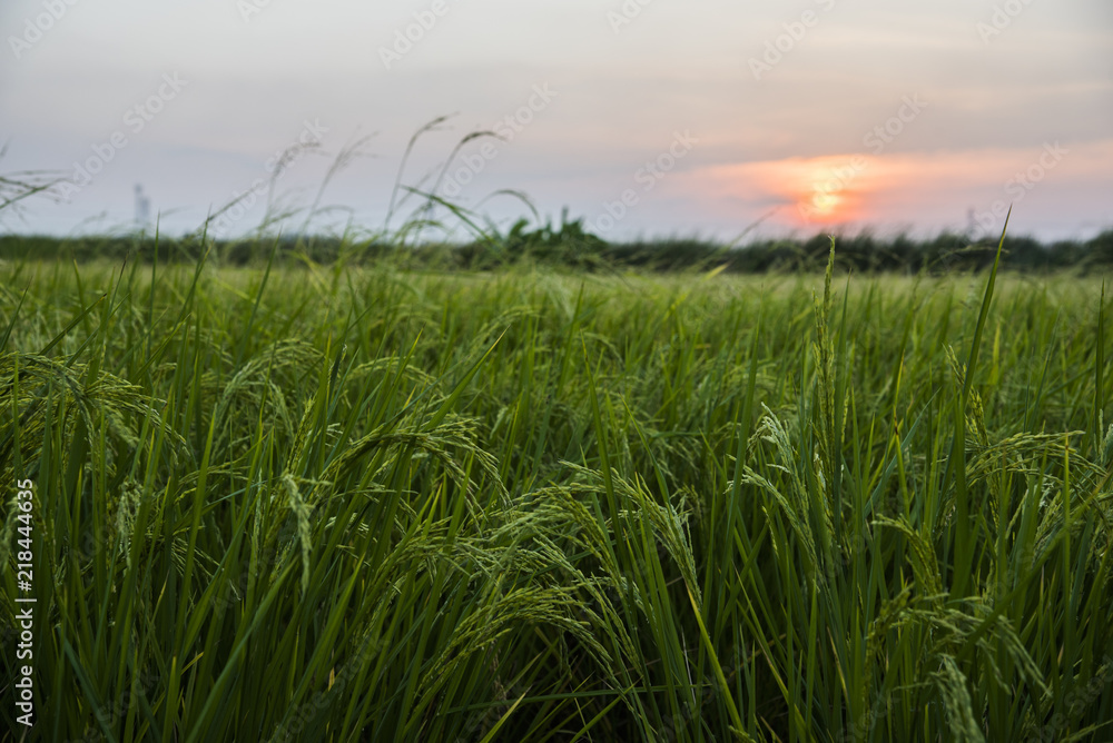 Fototapeta premium Green rice field and sunset background