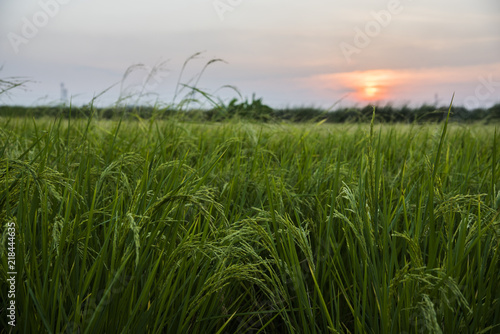 Green rice field and sunset background