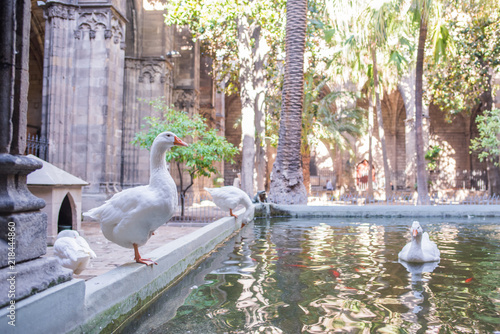Photography Close up of the geese who live in the Barcelona Cathedral cloister