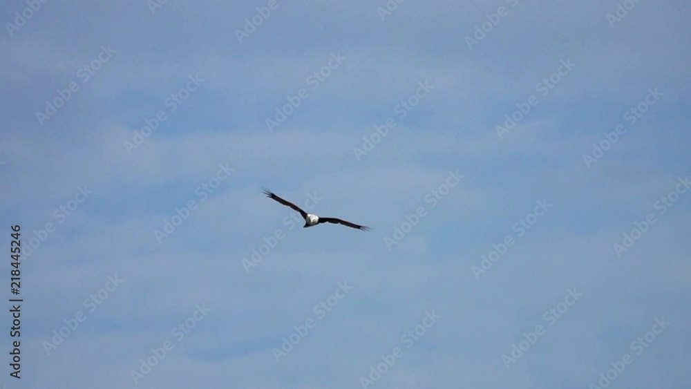 Brahminy Kite (Haliastur indus) Flying in the Sky Brahminy Kite (Haliastur indus) Flying in the Sky