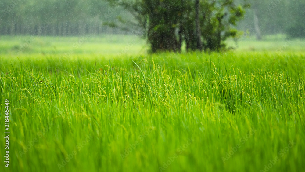 Fototapeta Green rice field are raining