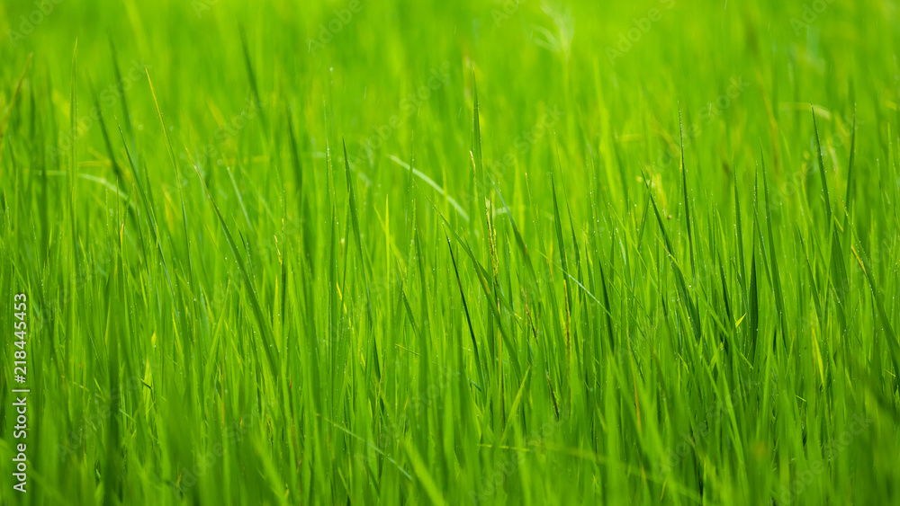 Closeup nature view of green rice field as a background or wallpaper Closeup nature view of green rice field as a background or wallpaper