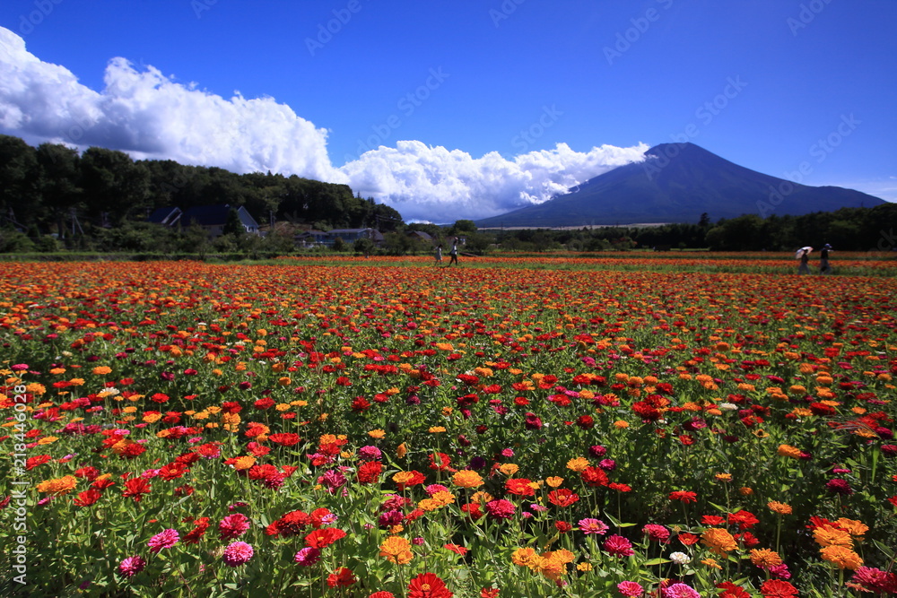 富士山の麓のカラフルな花畑