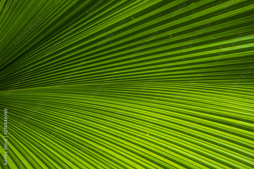 Fototapeta premium Leaf green