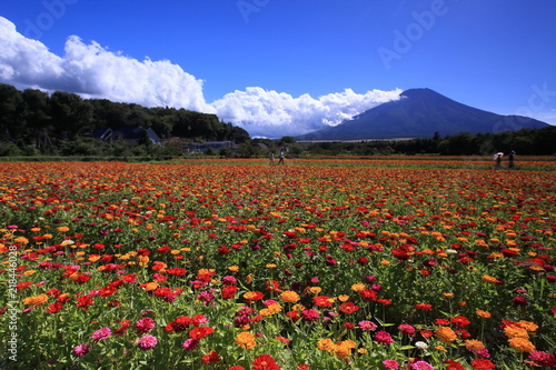 富士山の麓のカラフルな花畑