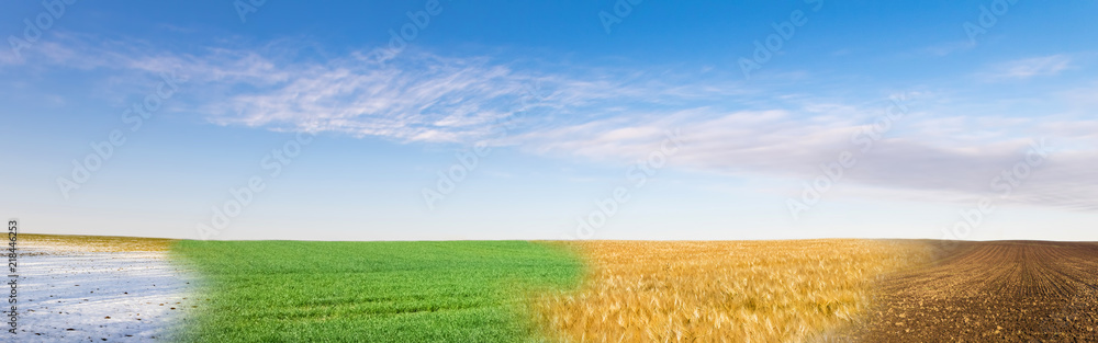Panoramic collage of four season field under blue sky - obrazy, fototapety, plakaty 