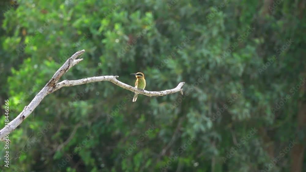 Chestnut Headed Bee Eater Bird (Merops leschenaulti) Sitting on Tree Branch Chestnut Headed Bee Eater Bird (Merops leschenaulti) Sitting on Tree Branch
