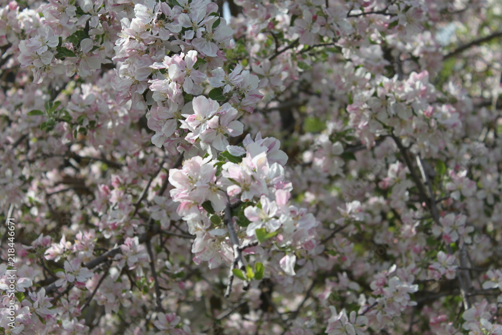 Apple and Pear Blossoms Apple and Pear Blossoms