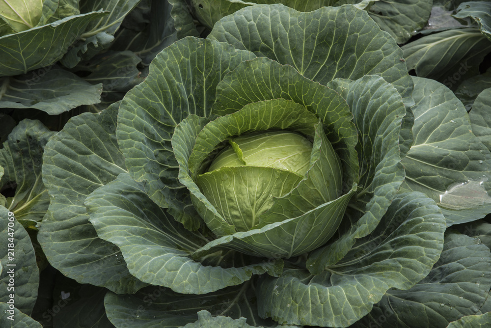 Obraz premium cabbage farm at Phutabberk mountain, Phetchabun, Thailand