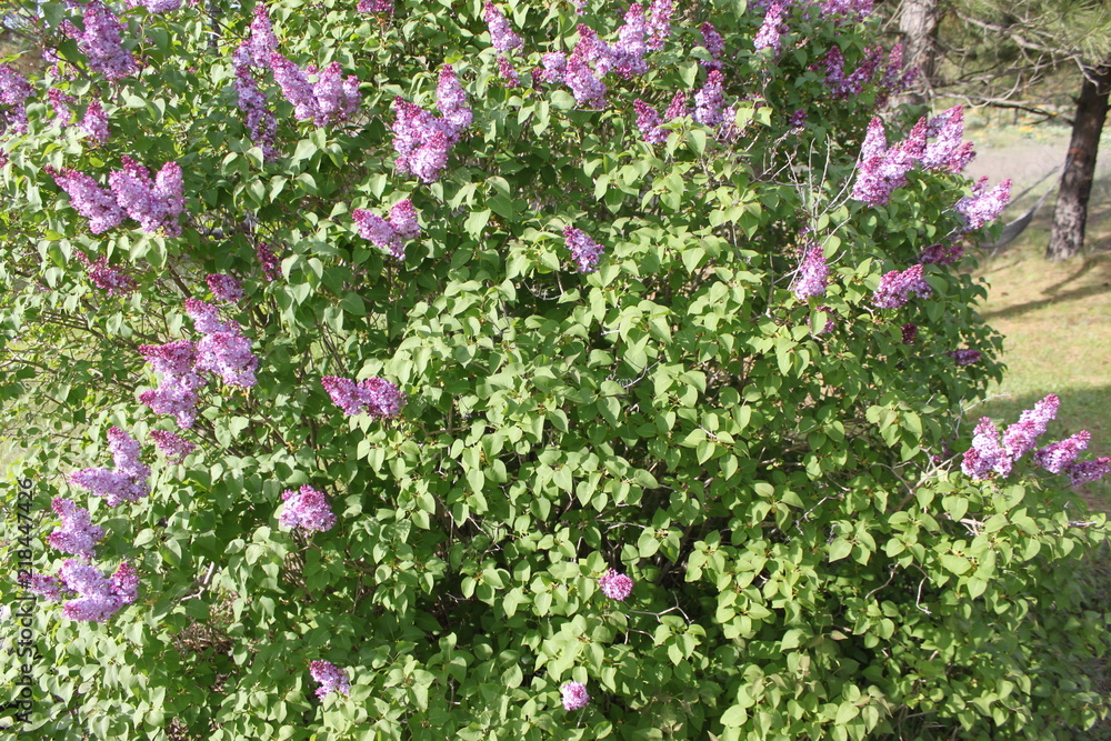 Obraz premium Lilacs