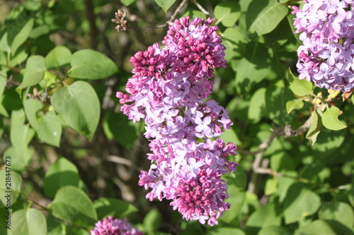 Blooming Lilacs