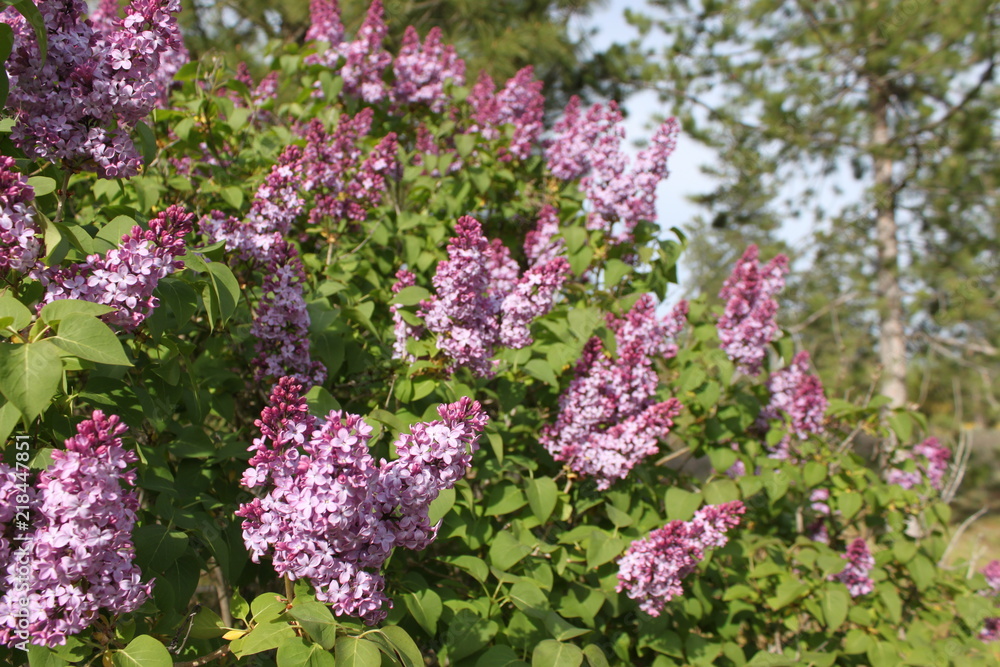 Fototapeta premium Blooming Lilacs