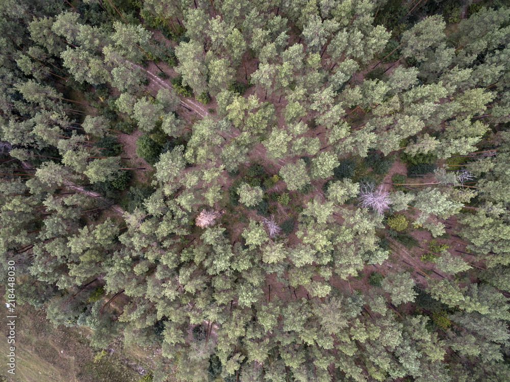 forest, view from above