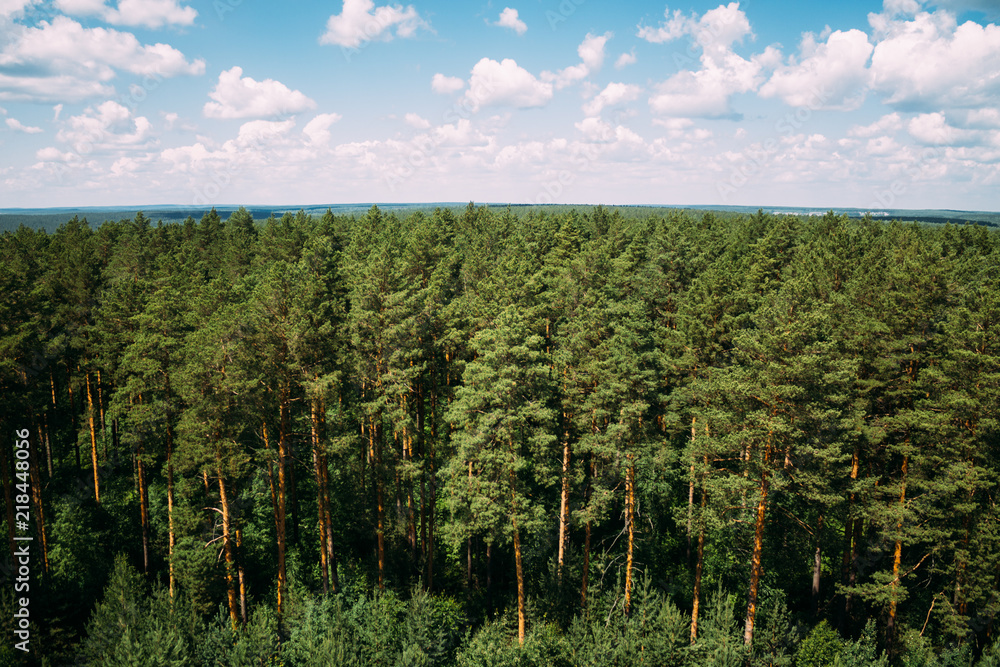 Obraz premium High pine trees, top view