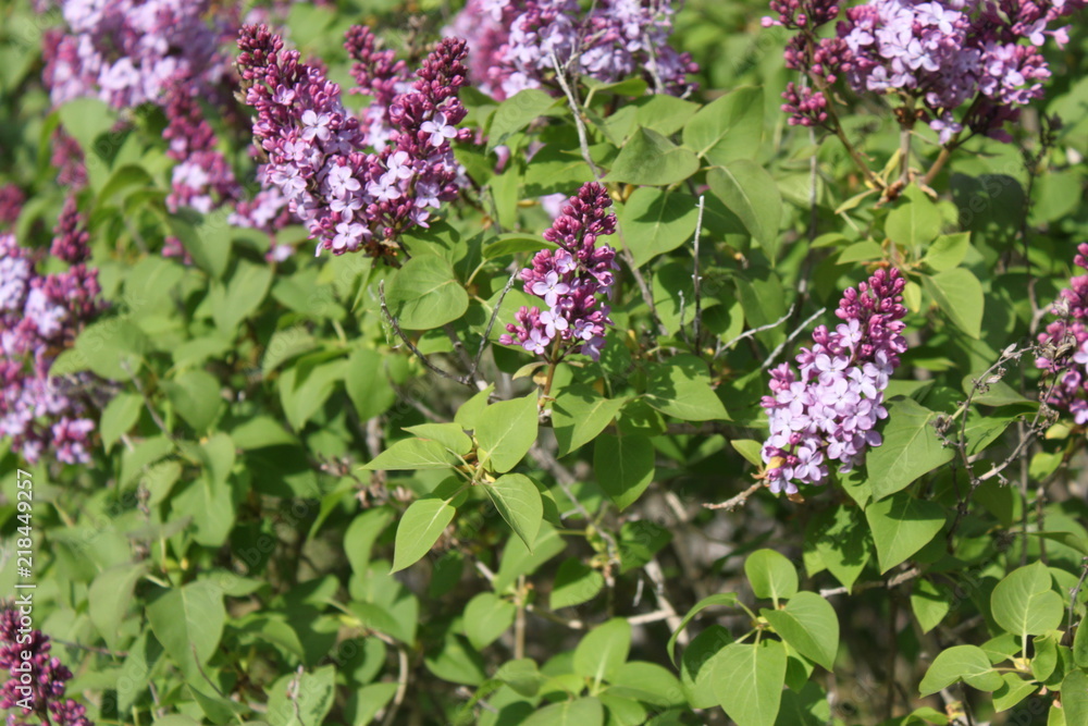 Blooming Lilacs Blooming Lilacs