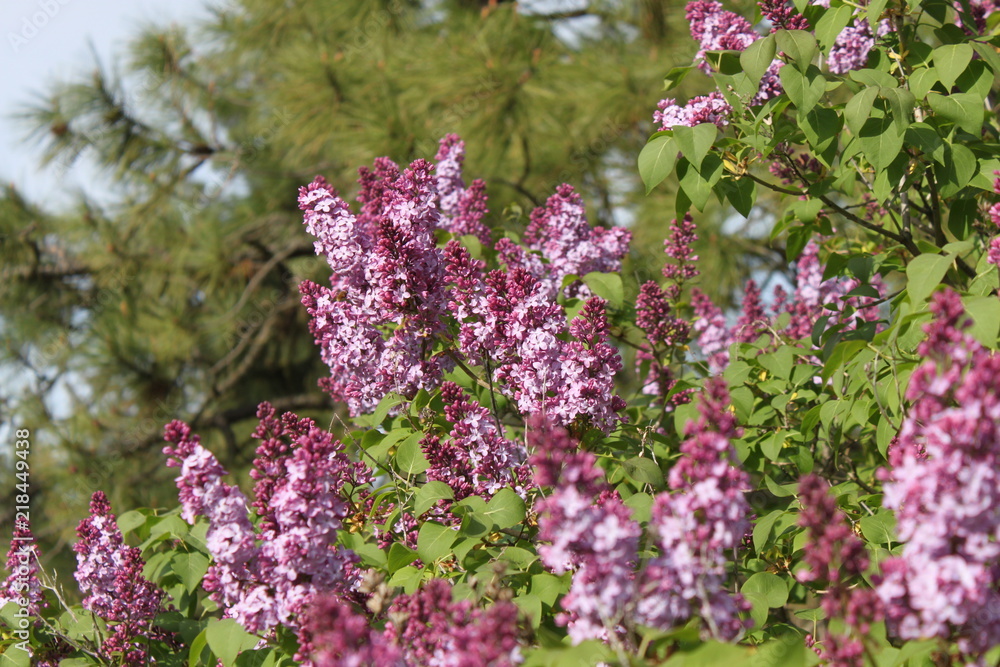 Obraz premium Blooming Lilacs