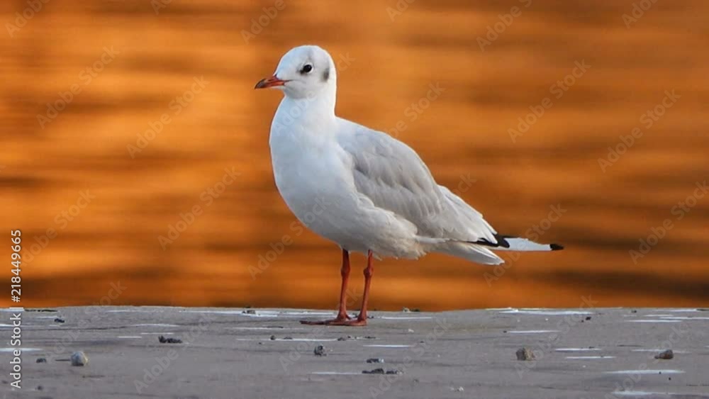 river gull stands on the shore against the background of reflections of the setting sun. river gull stands on the shore against the background of reflections of the setting sun.