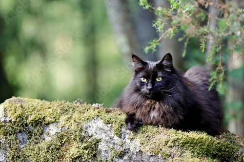 Norwegian forest cat female on a stone