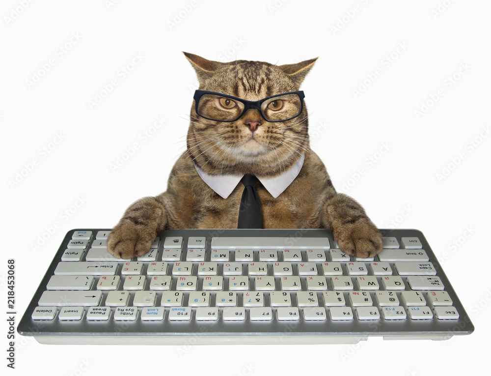 The smart cat in a tie presses the keys of a computer keyboard. White  background. foto de Stock | Adobe Stock
