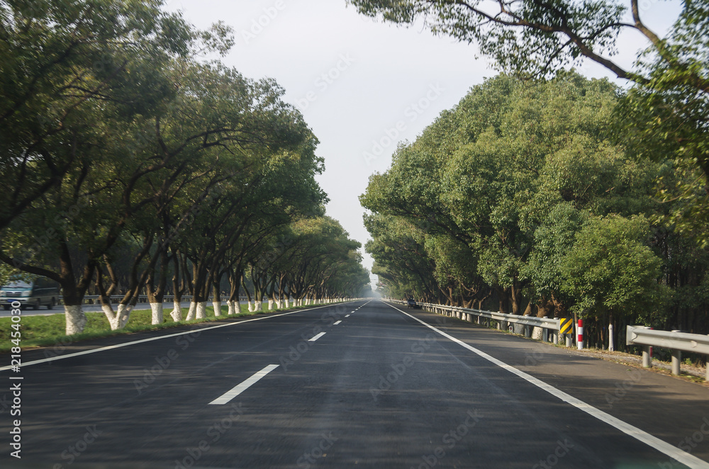 Green Trees on Both Sides of Road Green Trees on Both Sides of Road
