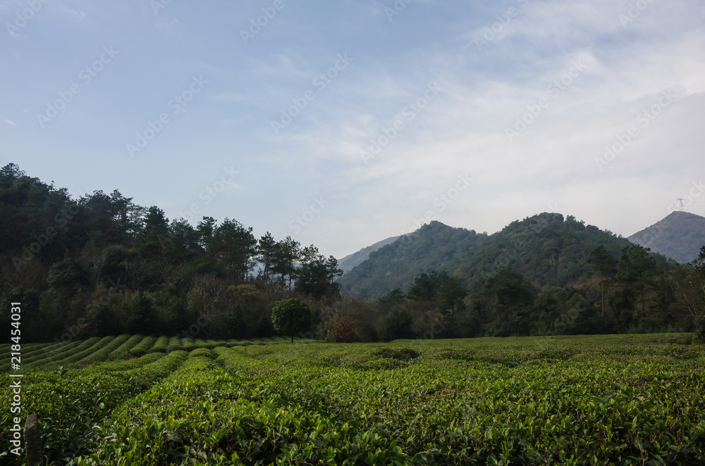 A Large Area of Plants and Remote Mountains A Large Area of Plants and Remote Mountains