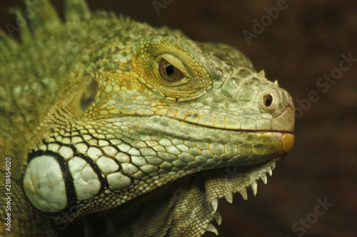 reptile head close up