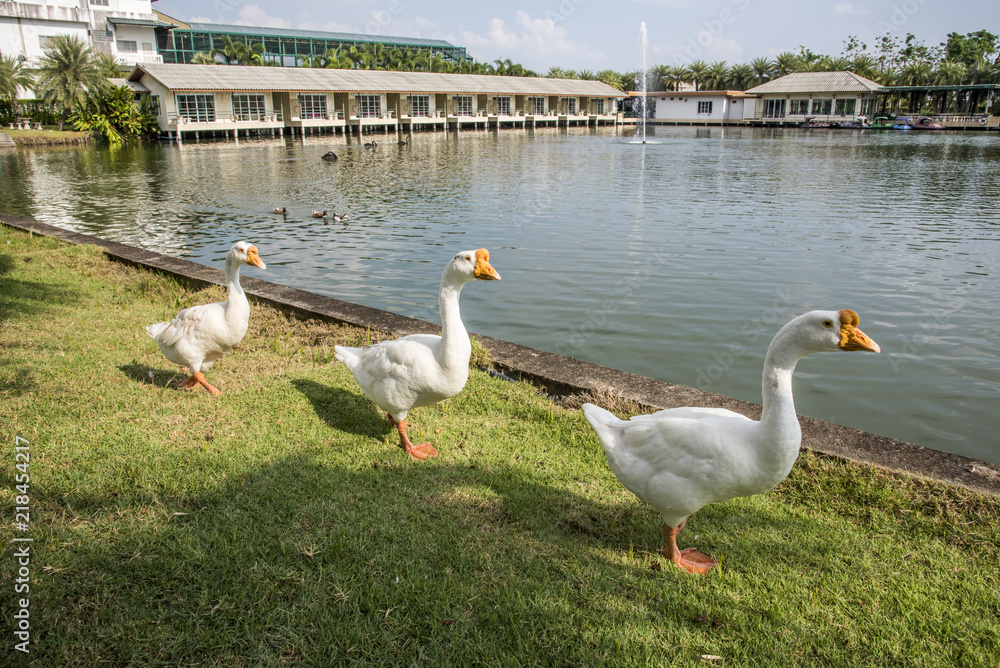 Obraz premium goose walking on green grass