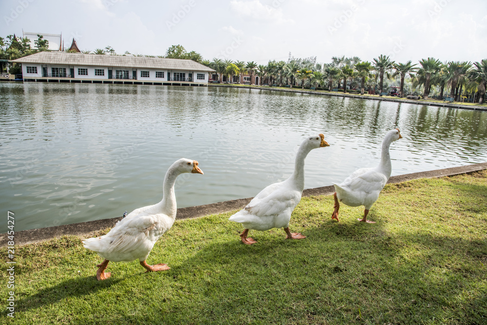 goose walking on green grass goose walking on green grass