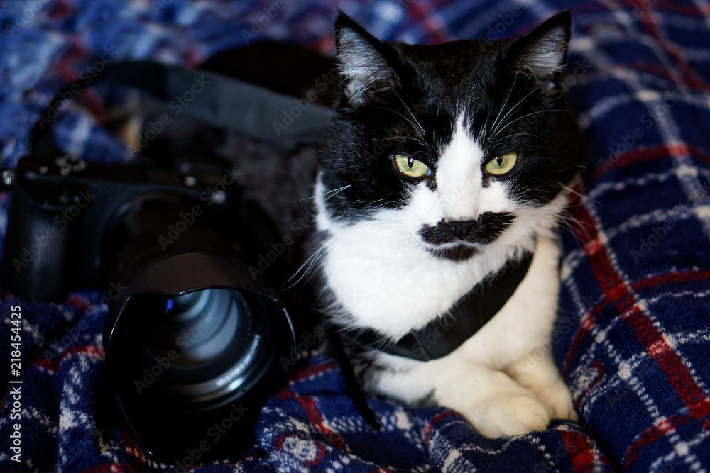 Cat-photographer. Lovely cat on a blue plaid next to a digital camera.