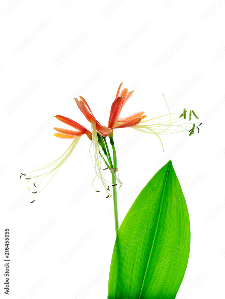 Fototapeta premium Queen lily flower
