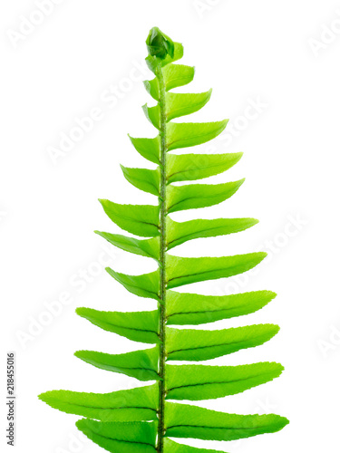 Close up fern leaf on white background.
