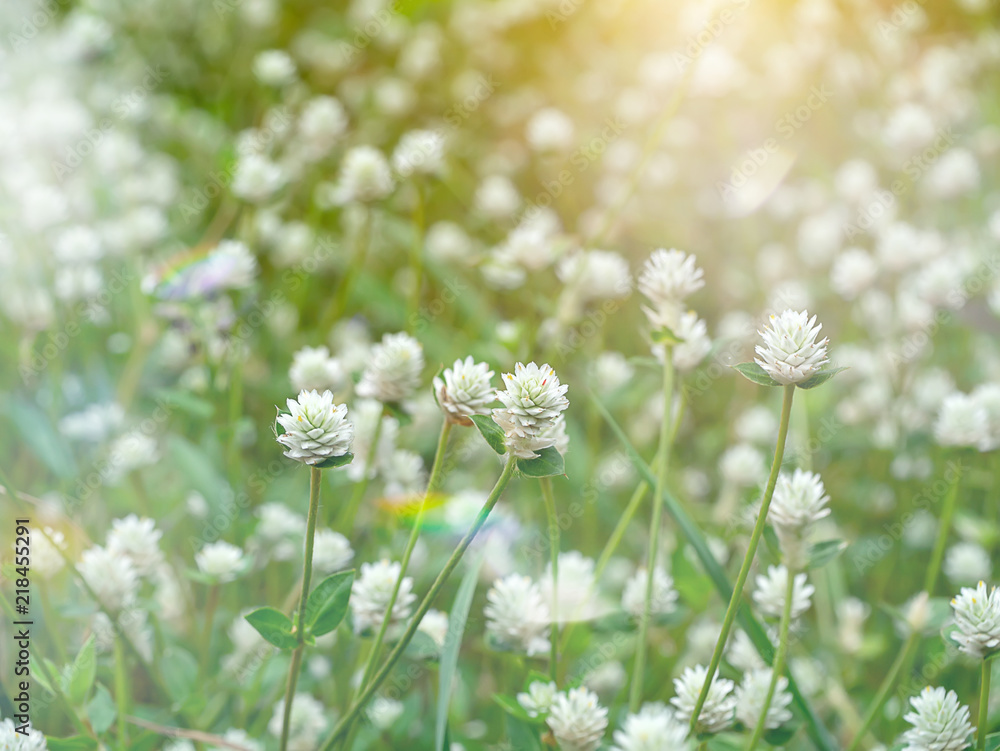 Close up of Gomphrena weed flower Close up of Gomphrena weed flower