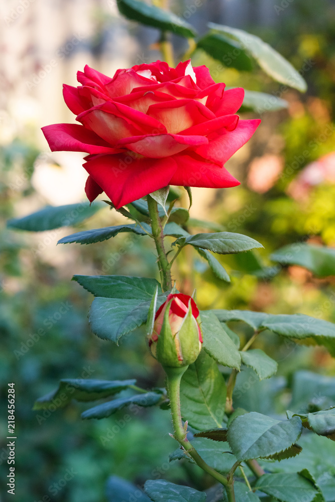 Beautiful red rose with  leaves in  summer garden