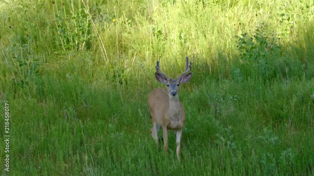 Beautiful buck deer walking in the field then stops and looks at you then walks again Beautiful buck deer walking in the field then stops and looks at you then walks again