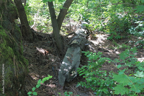 Fallen Tree