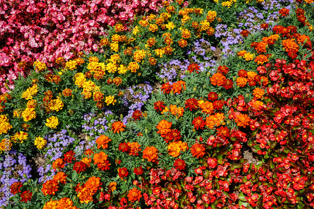 colorful flower in the garden, pretty arrangement