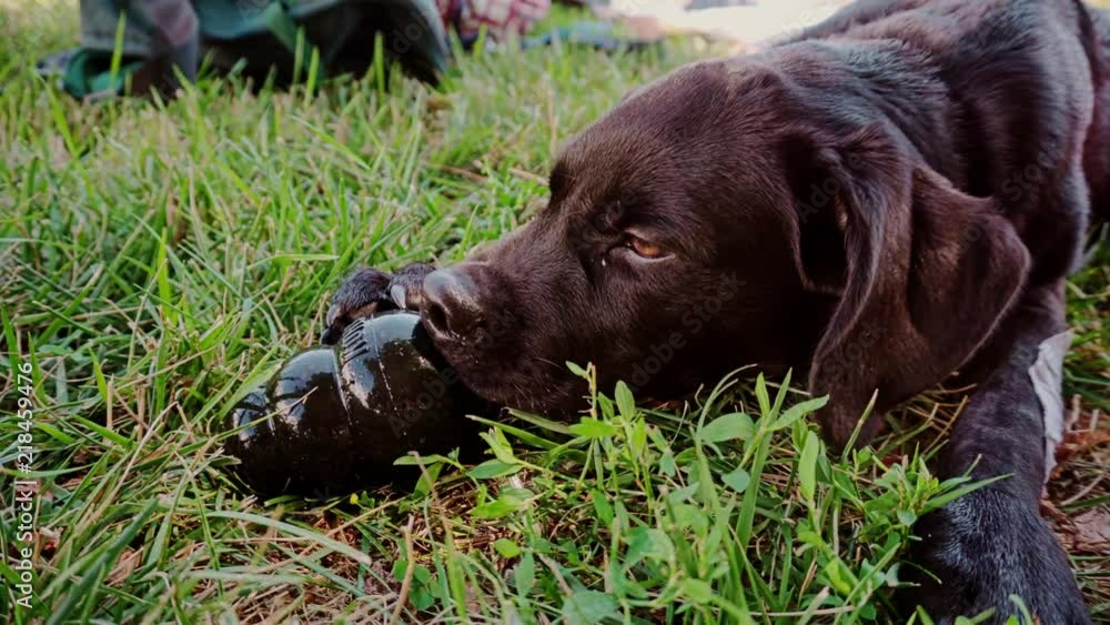 A black labrador puppy eating from a chew toy, layed on the grass.
There's a patch on the left paw, due to a recent surgery. Shoot on slider in 4k. A black labrador puppy eating from a chew toy, layed on the grass.
There's a patch on the left paw, due to a recent surgery. Shoot on slider in 4k.