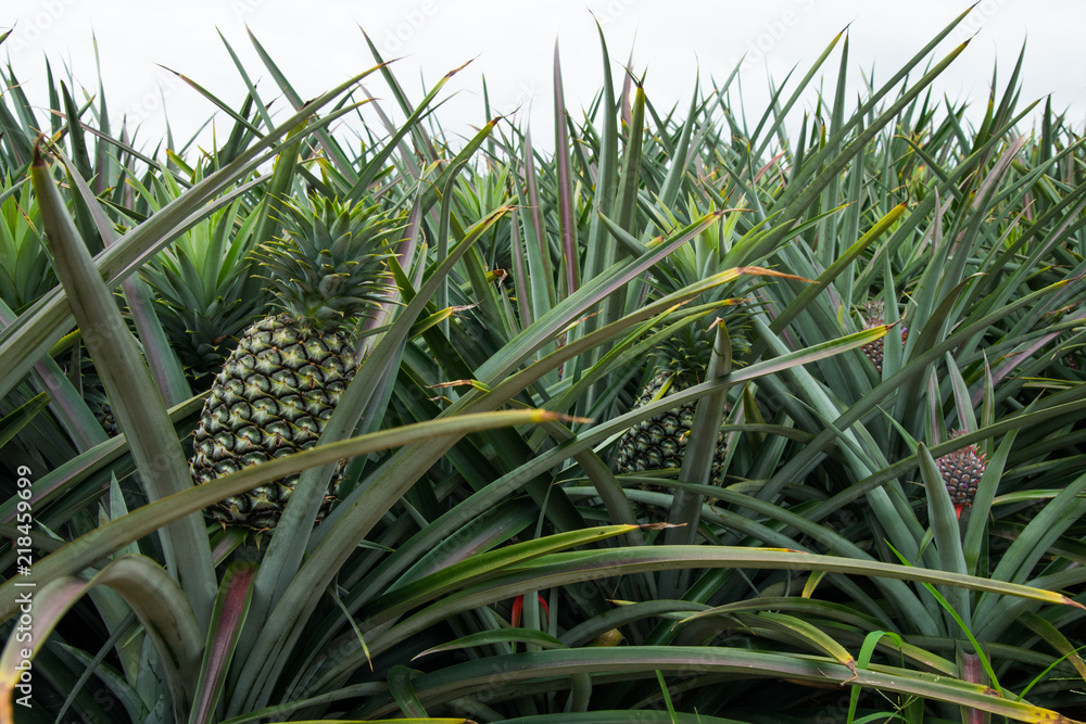 Pineapple tropical fruit in a farm at Sriracha City , Chonburi Province ,Thailand Pineapple tropical fruit in a farm at Sriracha City , Chonburi Province ,Thailand