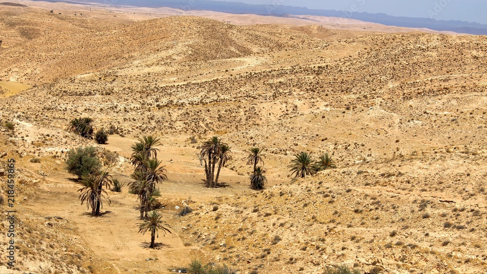 schöne wüsten landschaft mit palmen
