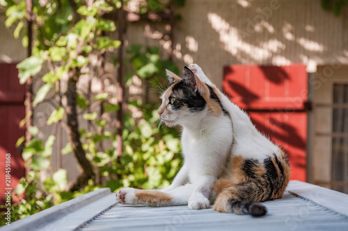 Katze sitzt entspannt vor Bauernhaus und macht  Yoga  bung