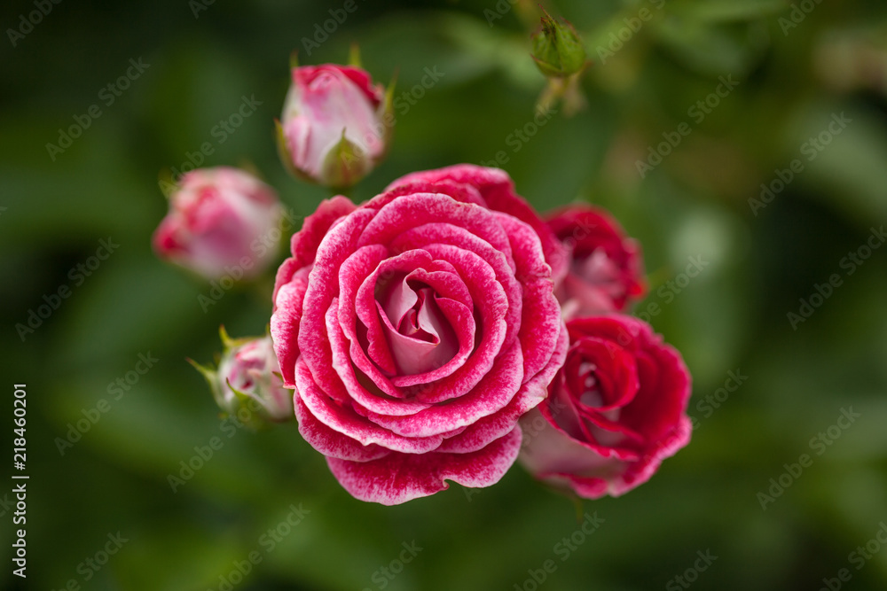 bush of beautiful roses on the background of leaves.