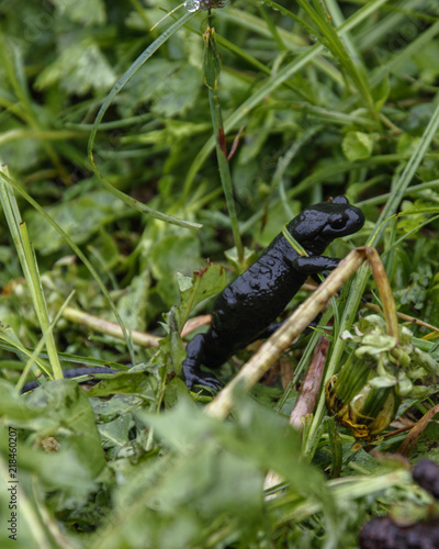 black salamander sitting in the grass